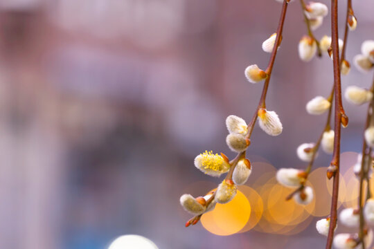 Pussy Willow Buds Blooming in Early Spring with Golden Bokeh Background A high-quality macro shot of soft, fuzzy pussy willow (Salix caprea) buds on branches