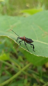 A Leptoglossus insect, known as a leaf-footed bug, displays its elongated body and distinctive leaf-like hind legs while resting on a plant surface in a natural environment.