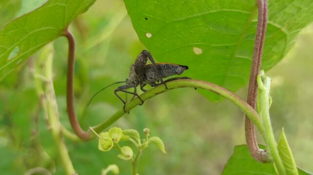 A Leptoglossus insect, known as a leaf-footed bug, displays its elongated body and distinctive leaf-like hind legs while resting on a plant surface in a natural environment.