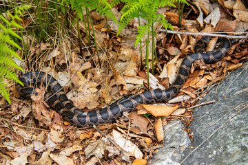 Naklejka premium brown patterned milk snake with Y-shape on head resting in leaf litter