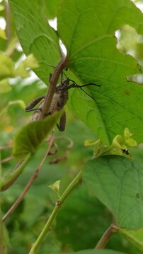 A Leptoglossus insect, known as a leaf-footed bug, displays its elongated body and distinctive leaf-like hind legs while resting on a plant surface in a natural environment.