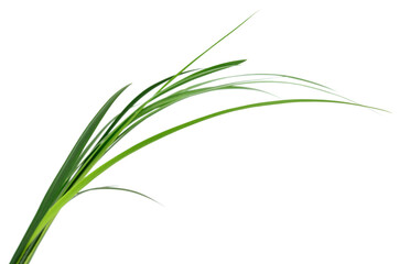 Fototapeta premium Long green grass blades isolated on white background