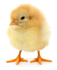 Obraz premium Small yellow chick isolated on white background front view