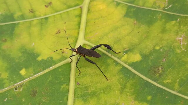 A Leptoglossus insect, known as a leaf-footed bug, displays its elongated body and distinctive leaf-like hind legs while resting on a plant surface in a natural environment.