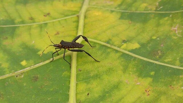 A Leptoglossus insect, known as a leaf-footed bug, displays its elongated body and distinctive leaf-like hind legs while resting on a plant surface in a natural environment.