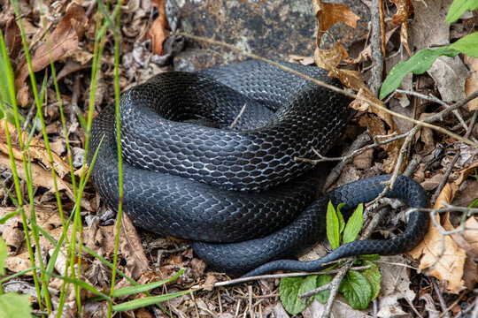 black rat snake is resting coiled in shade