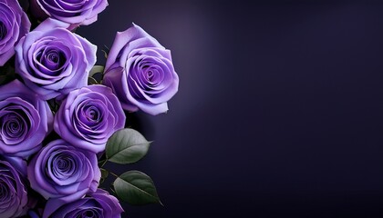 floral banner header with copy space purple roses isolated on dark background natural flowers wallpaper or greeting card © Charles