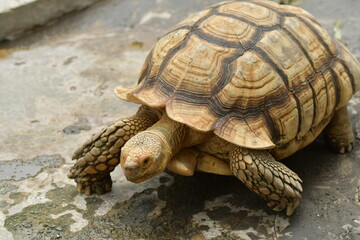 Obraz premium An orange Sulcata tortoise in a zoo