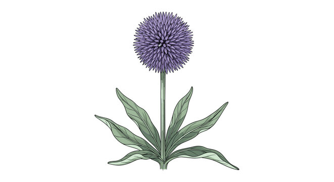 Single purple globe thistle flower with spiky petals and green leaves illustrated against a white background.