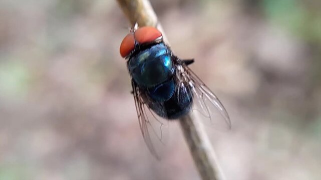 Macro of a metallic blue bottle fly perched on a dry twig.