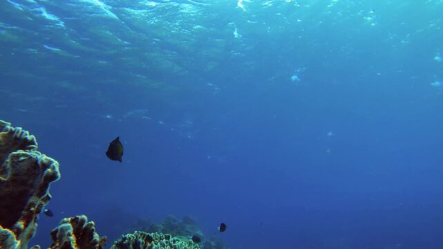 still view close up to angel fish Brushtail Tang Zebrasoma scopas whitetail damsel Chromis margaritifer wondering infront of the camera surround by corals being curious during day time in Lanyu Taiwan