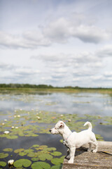 Fototapeta premium Jack Russell Terrier standing on pier looking into distance