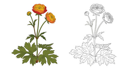 Beautiful buttercup or ranunculus flower with orange petals shown in a colored version and a detailed line art outline.