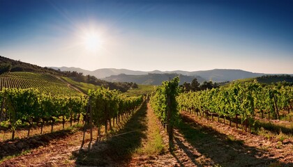 Obraz premium sun drenched rows of grapevines stretching to distant hills grapevine leaves sunlight