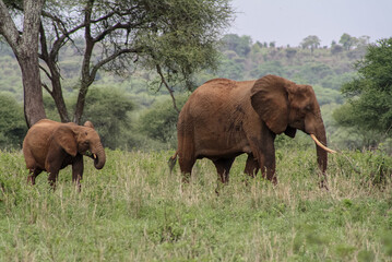 African Elephant Mother and Calf Walking in Tarangire National Park, Tanzania © Sonji