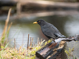 Amsel, Schwarzdrossel, Turdus merula
