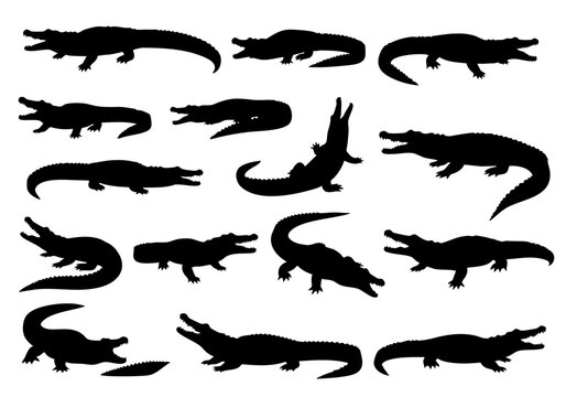 Silhouette Variety Alligator Reptile Wildlife Animal Shape Isolated Illustration