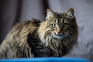 Fototapeta premium Police Officers and Volunteers Holding Mandarins with Holiday Wishes for Charity Event