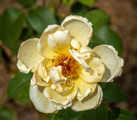 un estado de la rosa madura , que nos muestra el paso del tiempo , un belleza verdadera que nos muestra la naturaleza . © Martin