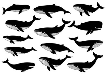 Obraz premium Engraved Collection of Various Whale Illustration in Different Poses Marine Life