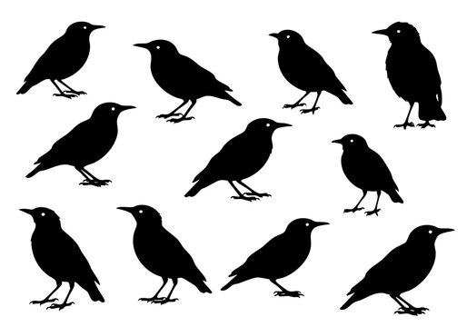 Black Silhouette Starlings Collection in Various Poses, Isolated Bird Illustration