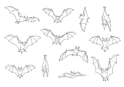 Line Art Detailed Bat Flying and Hanging Pose Illustration