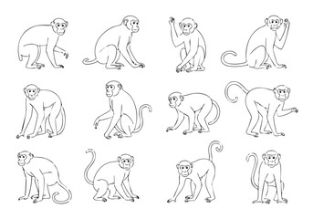 Handdrawn Doodle Monkey Different Poses Variety Illustration Animal Set © Mariposa1818