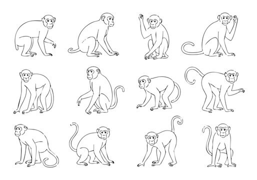 Handdrawn Doodle Monkey Different Poses Variety Illustration Animal Set