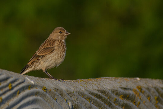 linnet on a fence
