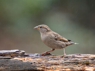 Haussperling, Passer domesticus, Spatz