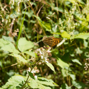 (Argynnis paphia) Papillon Tabac d'Espagne femelle aux ailes arrondies tach&eacute;es de noir pos&eacute;e sur une fleur de ronce commune (Rubus fruticosus),

