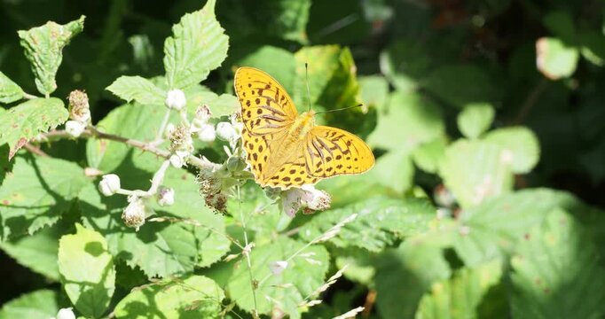 Argynnis paphia - Tabac d'espagne, papillon male grand et gracieux aux ailes fauve orang&eacute;e &eacute;lanc&eacute;es, pos&eacute; sur une fleur de ronce des bois (Rubus fruticosus), butinant avec avidit&eacute; sont nectar
