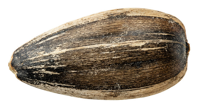 Single Sunflower Seed Isolated Transparent Background