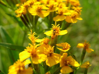 Macro of yellow wild marigold flowers in bright sunlight