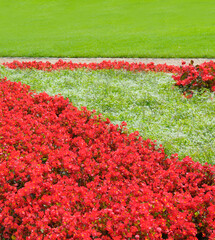 Red Begonia Floral Border in Summer Park Setting