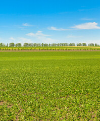 Endless Green Soybean Field Under a Clear Blue Sky