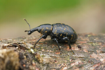 Closeup of the colorful large pine weevil, Hylobius abietis, a major pest of coniferous trees