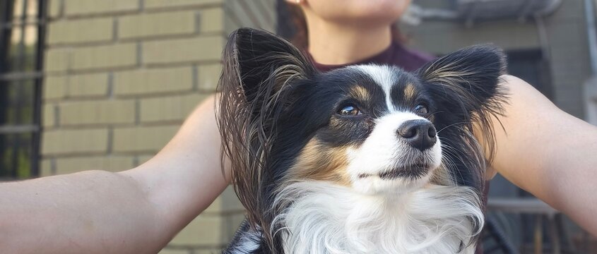 woman with papillon dog