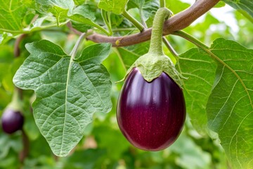 Growing purple eggplant on a branch in organic garden