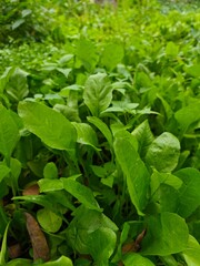 Backyard Vegetable Garden in Sunlight &ndash; Eco Living Background