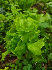 Vibrant Green Herbs in Kitchen Garden &ndash; Organic Lifestyle Theme