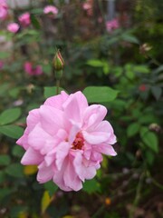 Obraz premium Pastel Colored Blossoms in Spring Garden – Soft Romantic Theme