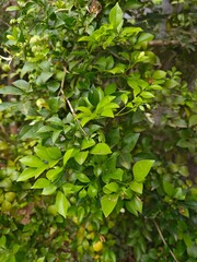 Obraz premium Lush Green Tropical Leaves Background – Natural Botanical Texture in Sunlight