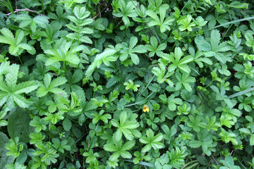 Obraz premium Creeping cinquefoil (Potentilla reptans) grows in nature