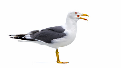 Obraz premium Seagull standing on one leg with open beak