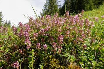 Fototapeta premium Low angle closeup on a group of Wild thyme blooming, Thymus vulgaris in the Austrian Alps