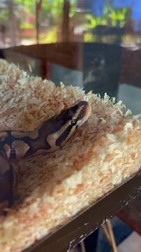 Close Up Ball Python Resting Inside Glass Terrarium Exotic Pet Reptile