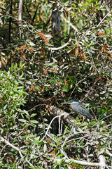 H&eacute;ron &agrave; l'aff&ucirc;t dans une zone humide