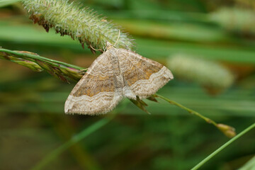 Closeup on the European shaded broad-bar Moth, Scotopteryx chenopodiata in the Austrian Alps © Henk