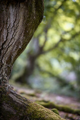 Obraz premium Beech tree trunk with nice detail and blurry background. Taken in spring in Germany with the first fresh green of the beech trees. The forest where this picture was taken is called 